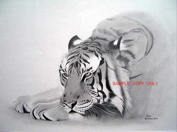 Juara - A Sumatran tiger