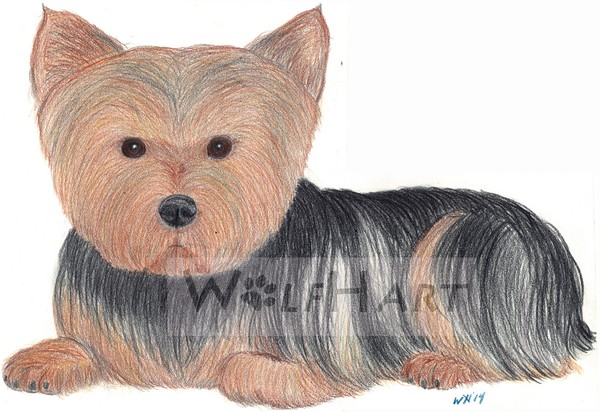 Yorkshire Terrier sketch