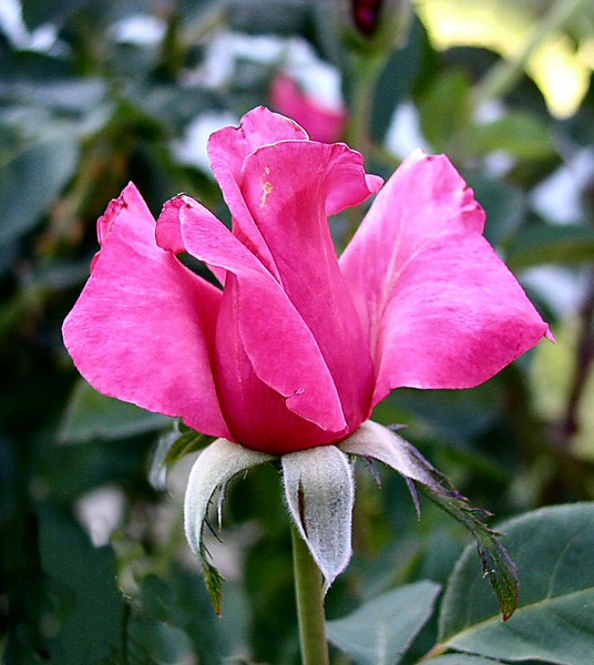 Pink Angel Rose