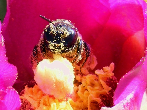 Pollination Palooza