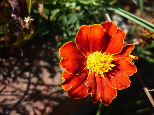 Orange Floral