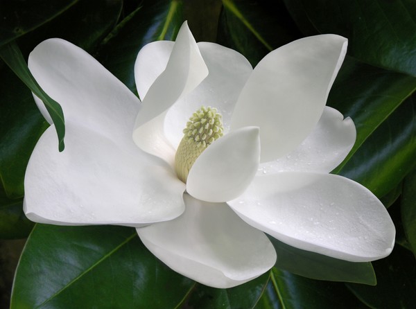 Magnolia Expressive
