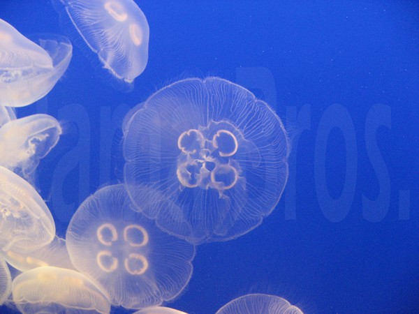 Jellyfish  