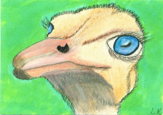 Ostrich Drawing