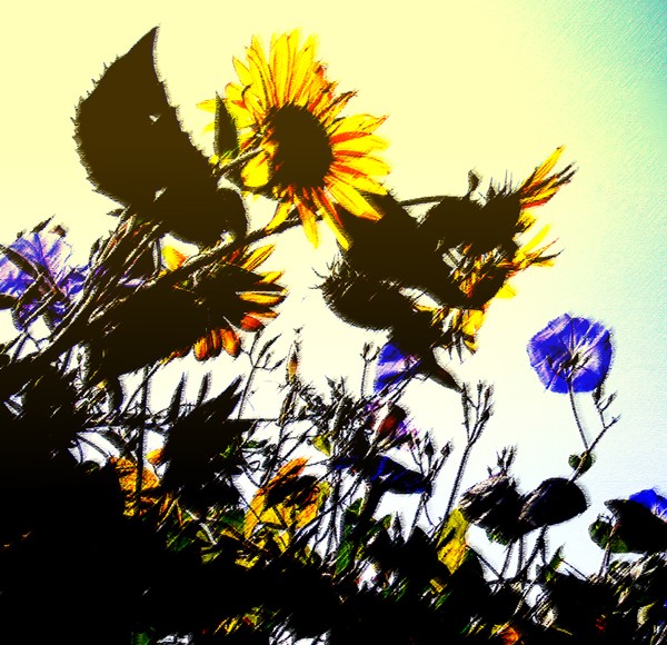 Sunflower01