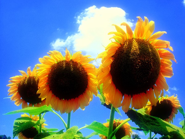 Three Sunflower