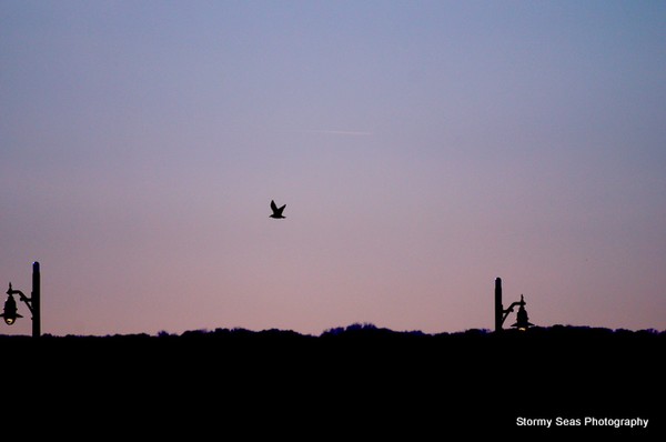 Free Bird Lonely Sky