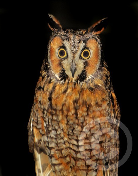 Long-eared owl!
