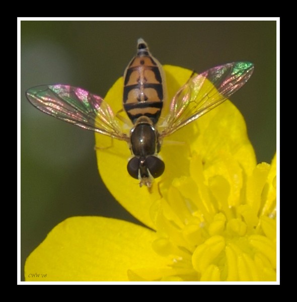 Hoverfly on yellow