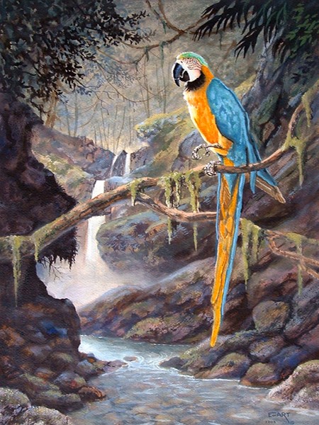 Macaw in Dreamland
