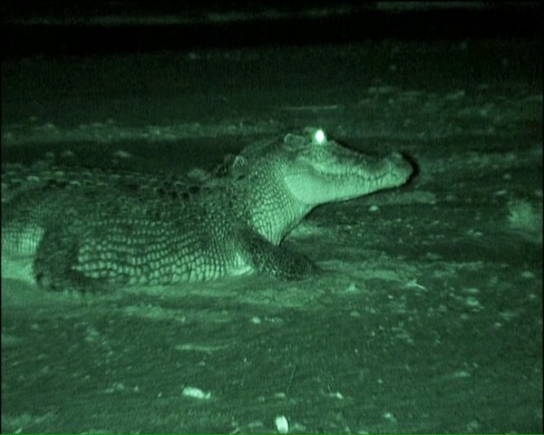 Crocodiles north australia