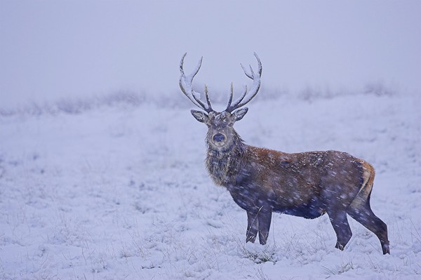 Winter stag