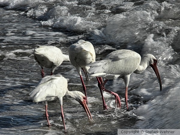 busy birds