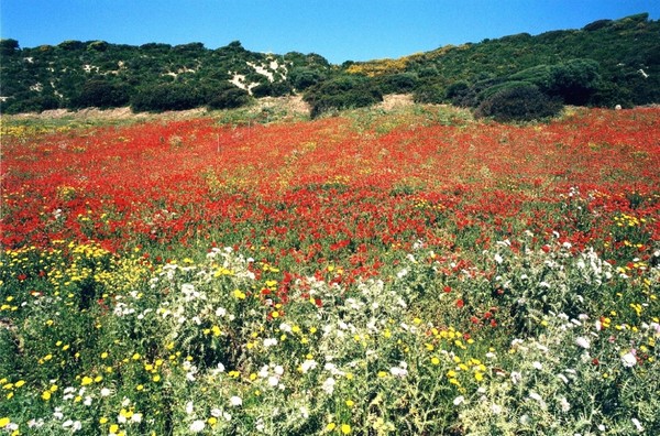 April in Sardinia 1