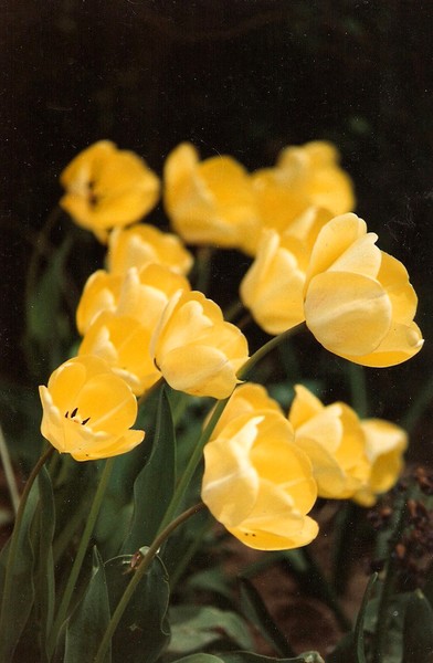 Yellow Tulips