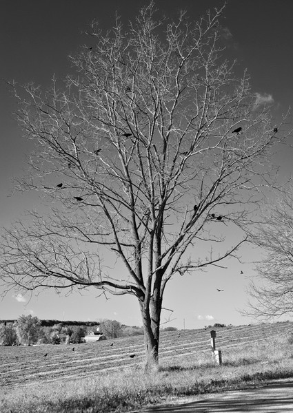 Crow Tree BW