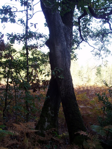 Dancing trees