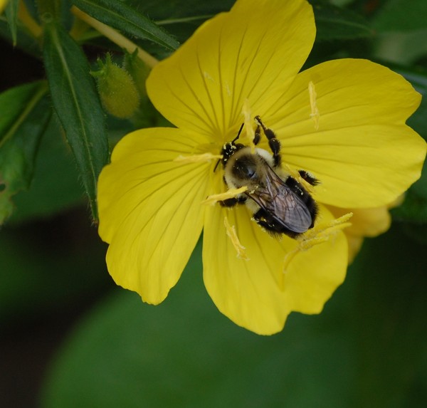 Primrose and bee