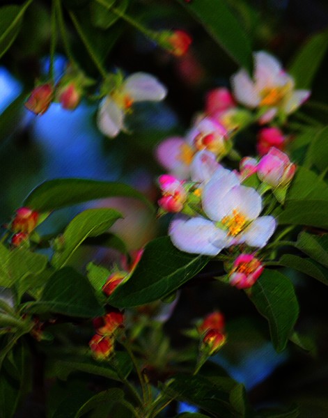 Apple Blossoms.