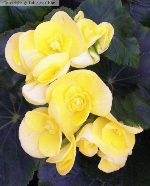 Begonia  Russell's