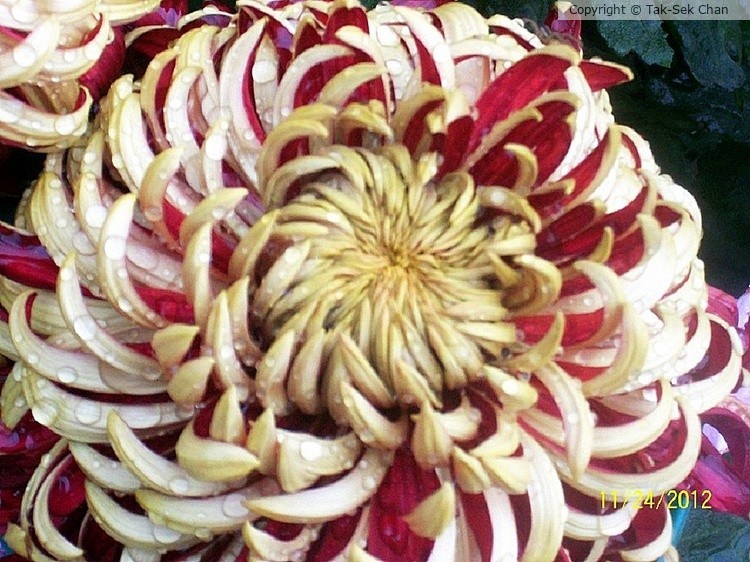 Chrysanthemum, 11-24-2012