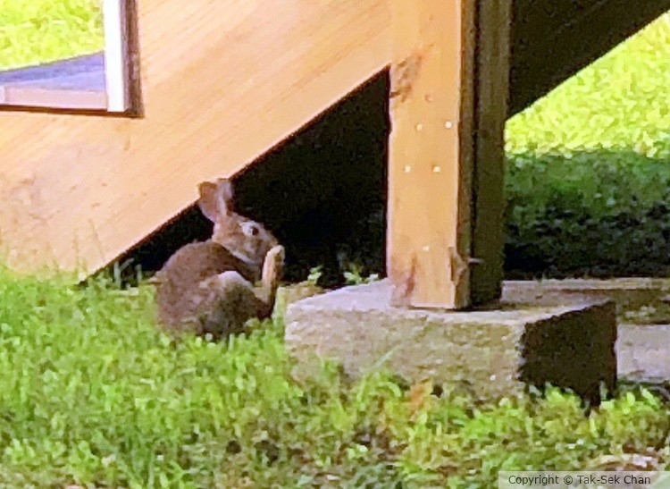 Wild Rabbit, Port Jefferson, NY, 09-05-2023