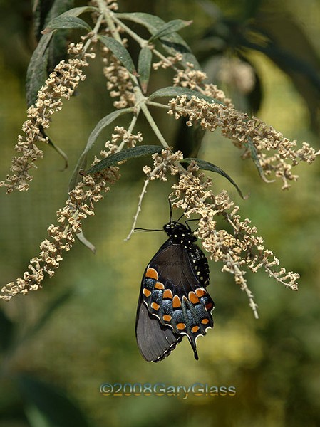 Spicebush Swallowtail in Repose