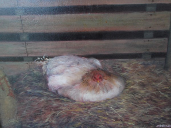 Fluffy,the hen