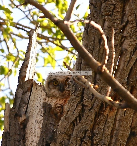 Owlets of The Great Horned Owl