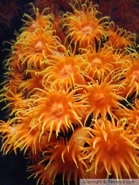 Orange Sea Anemone 2a