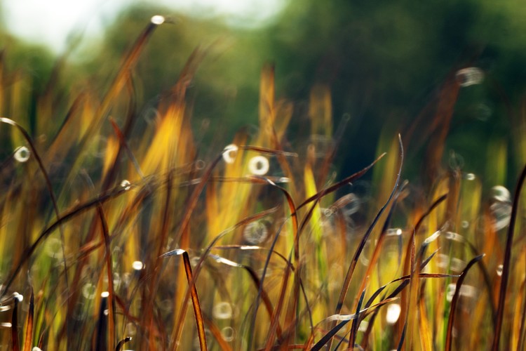 Flames of Grass Color Photo