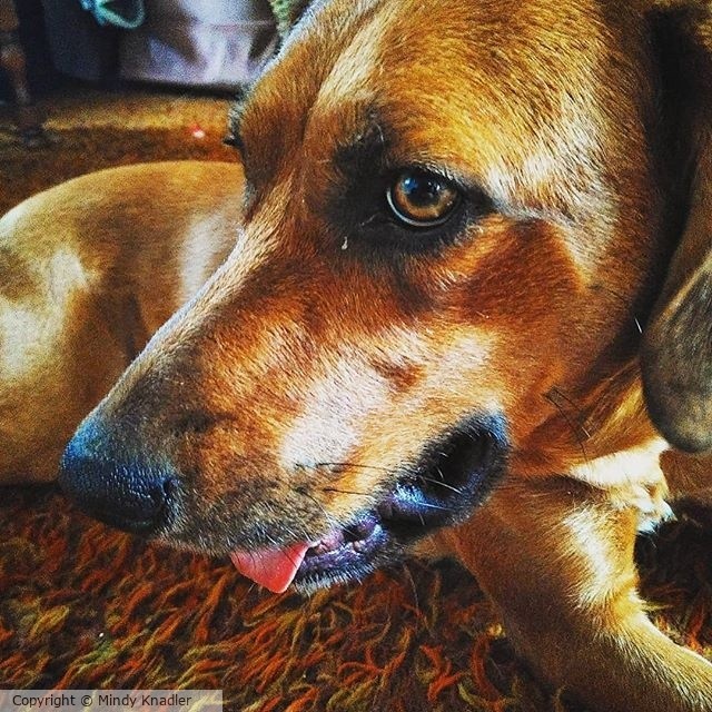 snoopy hounddog dogsofinstagram