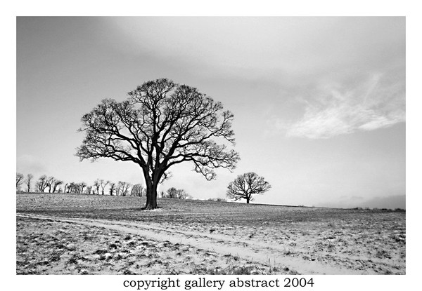 Winter Landscape