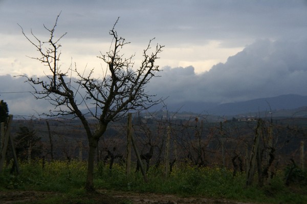 A Tree In Tuscany