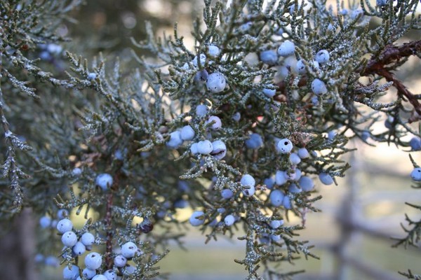 Juniper Berries