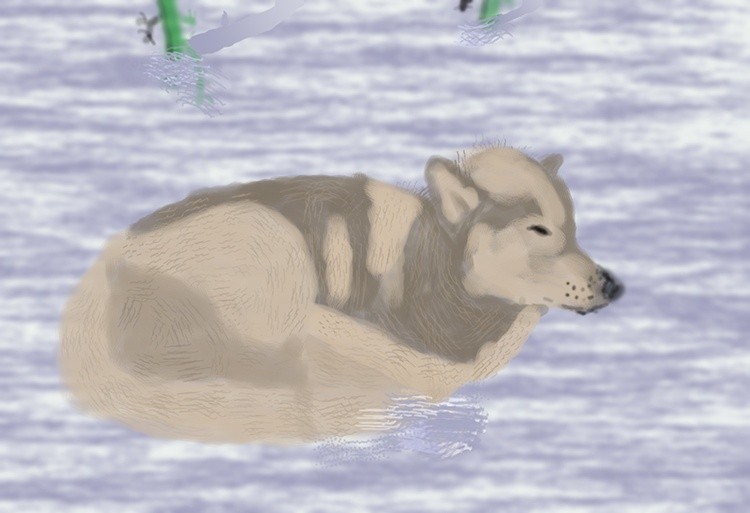 Wolf in the Snow   P377