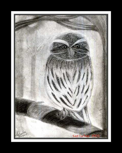 Pygmy (pocket) Owl