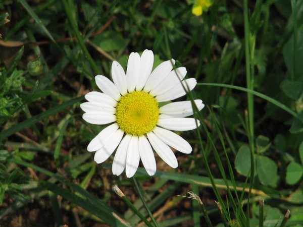 Daisy