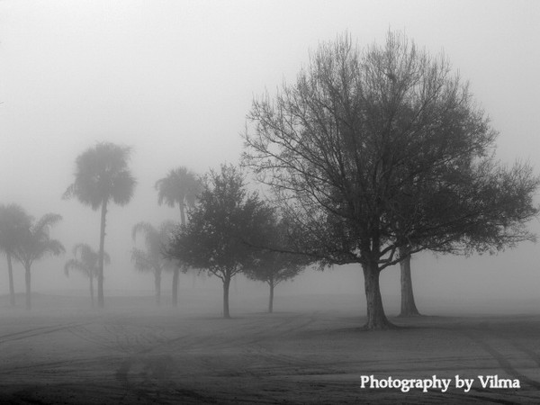 Florida's Misty Morning Landscape