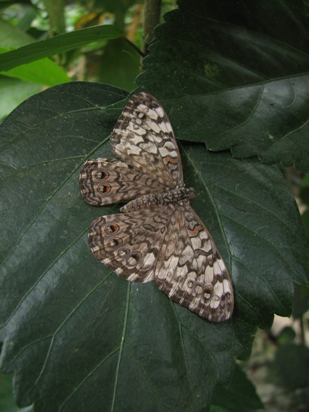 Grey Cracker Butterfly hanging around