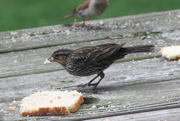 Female Red-wing Blackbird gathering food