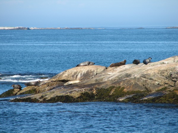 How Many seals do You see