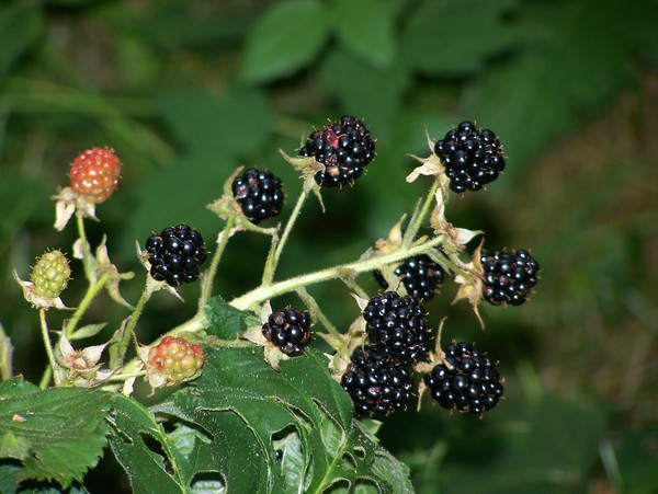 Black Raspberries