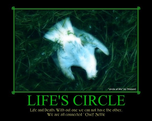 Life Circle