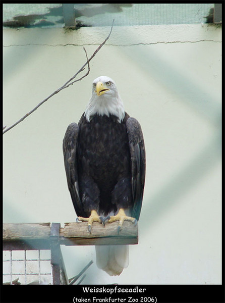 Weisskopfseeadler