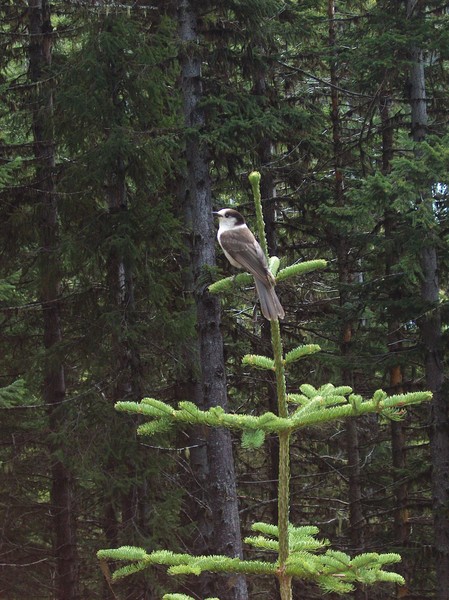 The Gray Jay