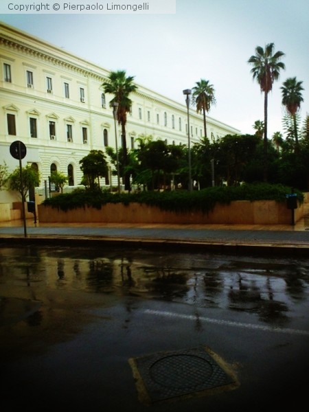 Palms under rain