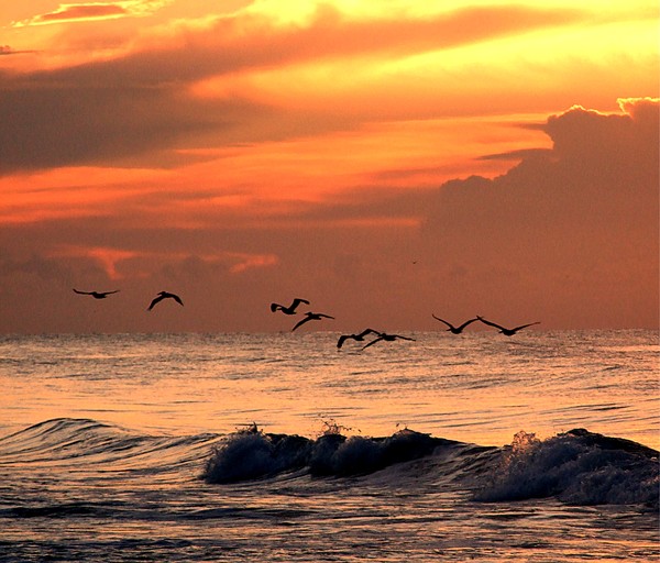 Pelicans Ocean Sunrise