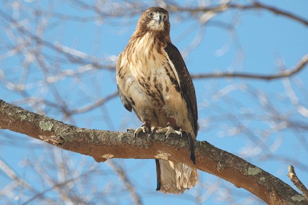 Red_tailed Hawk hunting # 2
