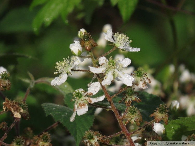 white flowers